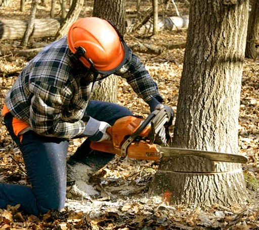Tree Removal in Oakland, RI